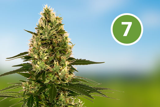Blueberry: Nummer 7 Feminized wietsoort Blueberry: Nummer 7 Feminized wietsoort