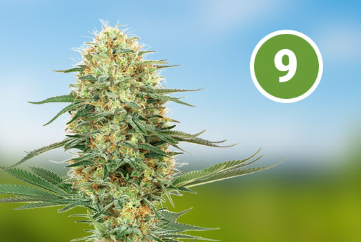 Girl Scout Cookies: Nummer 9 Feminized wietsoort Girl Scout Cookies: Nummer 9 Feminized wietsoort