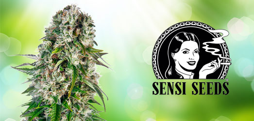 Big Bud van Sensi Seeds. Big Bud van Sensi Seeds.