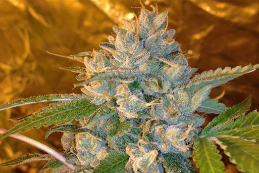 Candy Kush wietplant in bloei. Candy Kush wietplant in bloei.