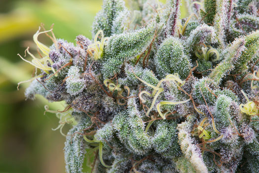 Bloeiende HinduKush cannabis top. Bloeiende HinduKush cannabis top.