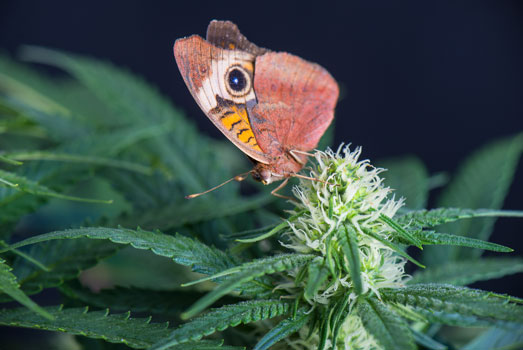 Bloeiende vrouwelijke cannabisplant Bloeiende vrouwelijke cannabisplant