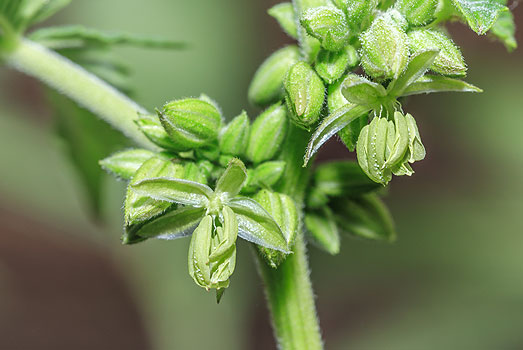 Bloemen van een mannelijke wietplant. Bloemen van een mannelijke wietplant