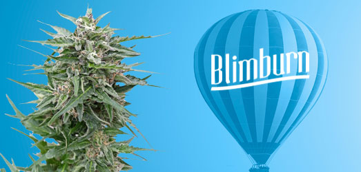 Blue Dream van Blimburn Seeds. Blue Dream van Blimburn Seeds.