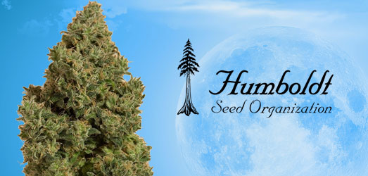 Blue Dream CBD van het merk Humboldt Seeds Blue Dream CBD van het merk Humboldt Seeds