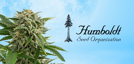 Blue Dream van Humboldt Seeds. Blue Dream van Humboldt Seeds.