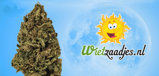 Blue Dreamer Auto van het Huismerk Wietzaadjes.nl. Blue Dreamer Auto van het Huismerk Wietzaadjes.nl