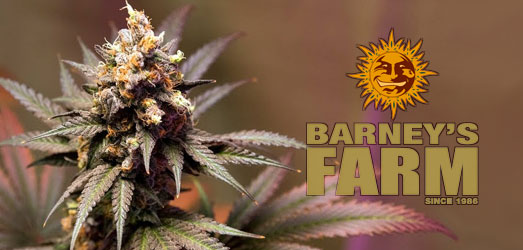 Blueberry OG van het merk Barney’s Farm. Blueberry OG van Barney’s Farm.