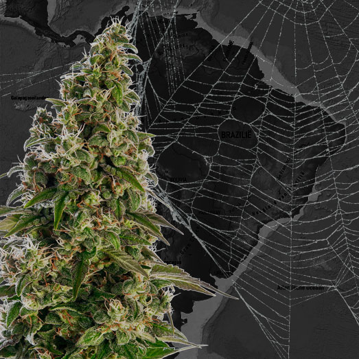 Braziliaanse indica wiet plant. Braziliaanse indica wiet plant.