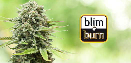 Bruce Banner #3 van het merk Blimburn Seeds Bruce Banner #3 van Blimburn Seeds.