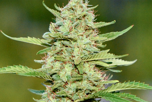 Bubblegum heeft zowel indica- als sativa kenmerken. Bubblegum heeft zowel indica- als sativa kenmerken.