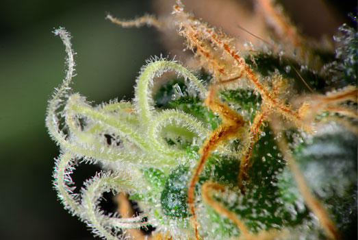 Trichomen produceren cannabinoïden, zoals THC en CBD. Trichomen produceren cannabinoïden, zoals THC en CBD.