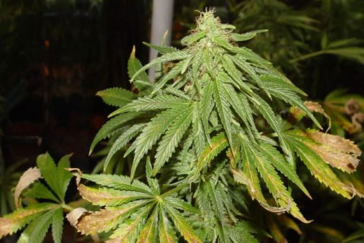Duidelijk zichtbare hittestress bij een cannabis plant Duidelijk zichtbare hittestress bij een cannabis plant