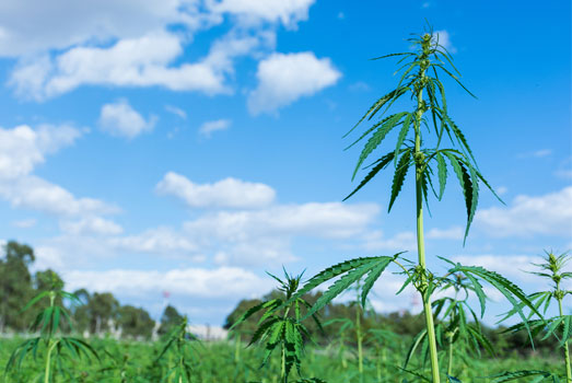 Cannabis ruderalis. Cannabis ruderalis.