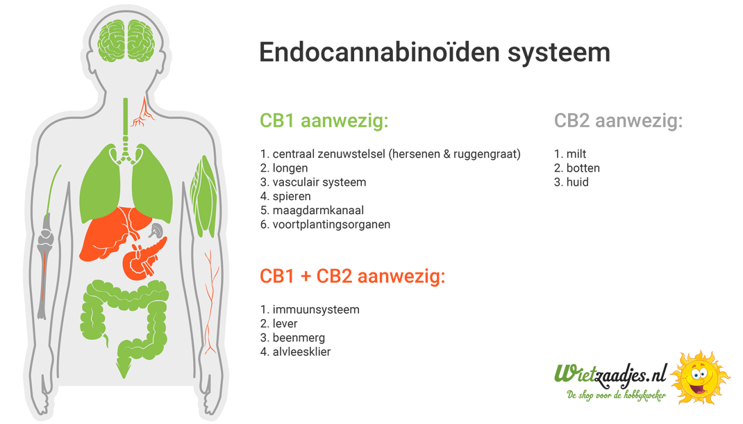 THC bindt zich aan receptoren van ons endocannabinoïde systeem waardoor je geuren en smaken intenser ervaart Negatieve gevoelens kunnen na het gebruik van teveel wiet een bad trip opwekken.