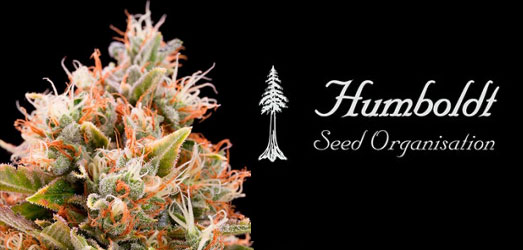 Chemdawg van het merk Humboldt Seeds Chemdawg van Humboldt Seeds.
