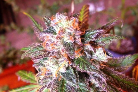 Cherry Pie wietplant. Cherry Pie wietplant.