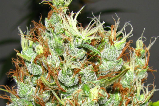 De AK-47 produceert zeer dikke en vooral compacte toppen. De AK-47 produceert zeer dikke en vooral compacte toppen.