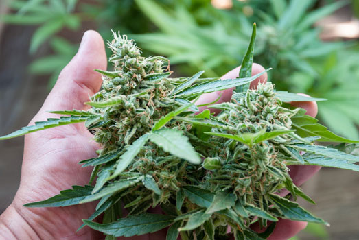 De dikke cannabis toppen die we graag zien. De dikke cannabis toppen die we graag zien.
