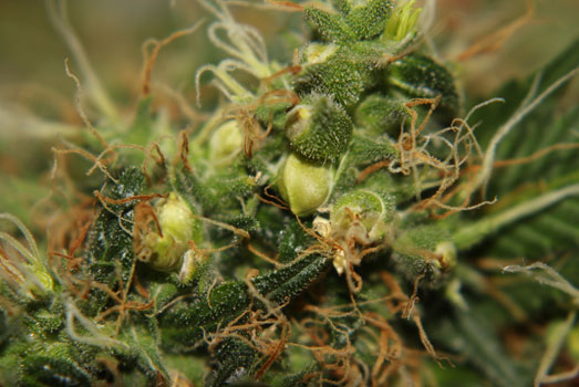 Doorgeschoten vrouwelijke wietplant - Hermafrodiet. Doorgeschoten vrouwelijke wietplant - Hermafrodiet.