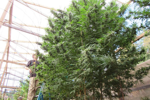 Cannabis planten kunnen enorm groot worden. Cannabis planten kunnen enorm groot worden.
