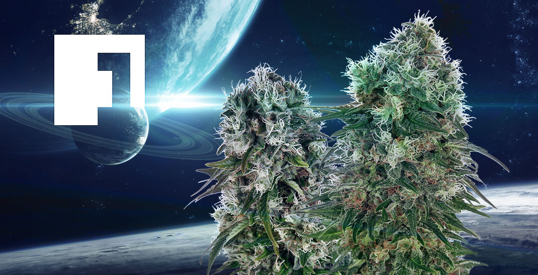 4 min. F1 zaden: ontdek alles over deze hybride cannabis soorten