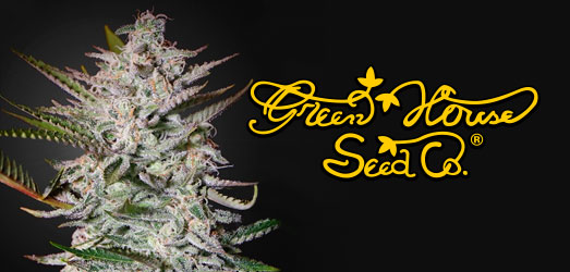 Franco's Lemon Cheese van het merk Green House Seeds Franco's Lemon Cheese van Green House Seeds