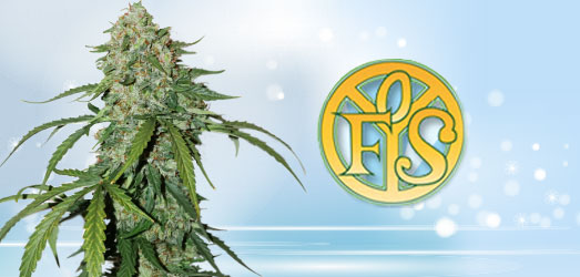 Freedom Haze van het merk Freedom of Seeds Freedom Haze van Freedom of Seeds