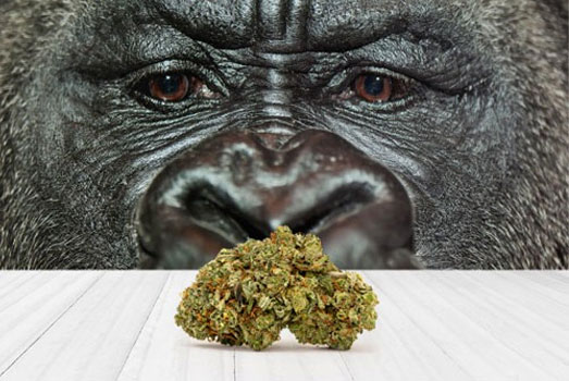 Gorilla Glue wiet van het huismerk van Wietzaadjes.nl. Gorilla Glue wiet van het huismerk van Wietzaadjes.nl.
