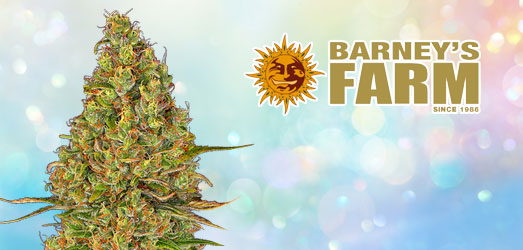 Gorilla Zkittlez van Barney’s Farm. Gorilla Zkittlez van Barney’s Farm.
