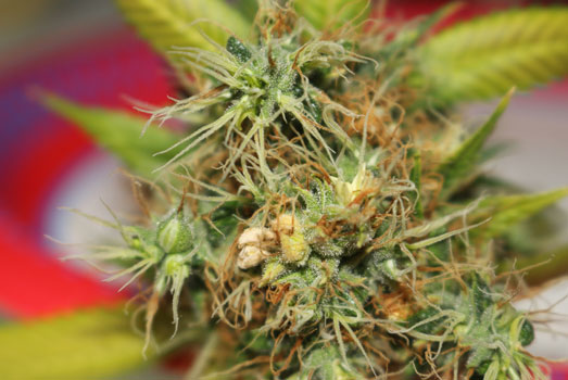 Hermafrodiet cannabisplant Hermafrodiet cannabisplant