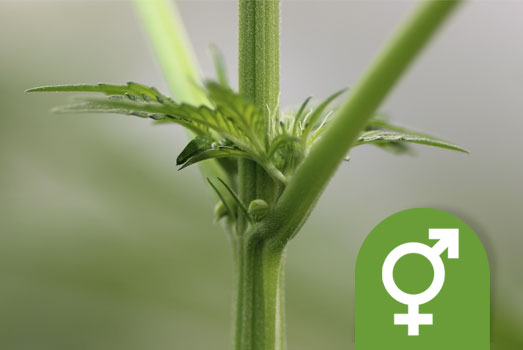 Voorbloei hermafrodiet wietplant Voorbloei hermafrodiet wietplant