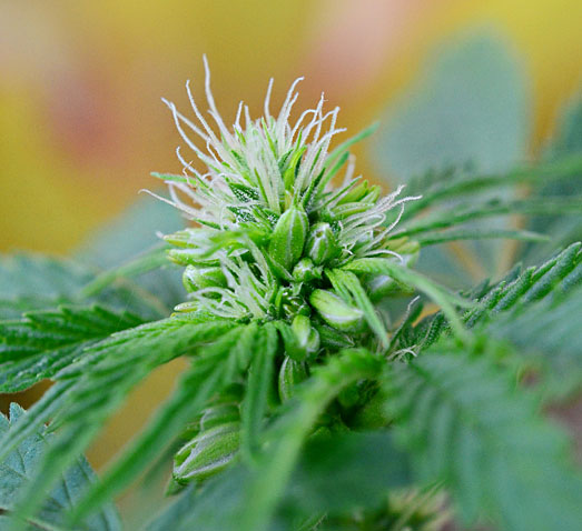 Hermafrodiet wietplant. Hermafrodiet wietplant.