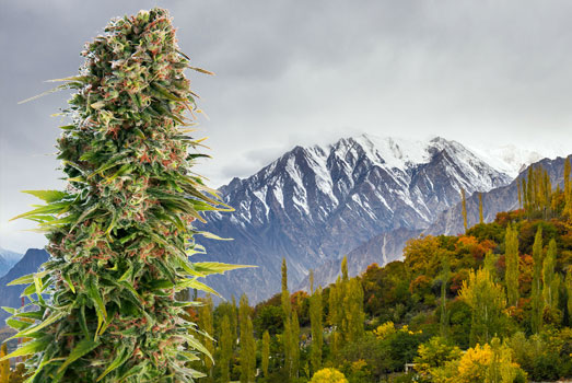 Hindu Kush, afkomstig uit het Hindoekoesj-gebergte. Hindu Kush, afkomstig uit het Hindoekoesj-gebergte.