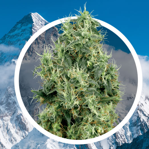 White Widow genetica. White Widow genetica.