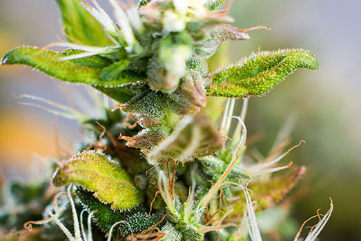 Indica dominante hybride van Powerstrains. Indica dominante hybride van Powerstrains.