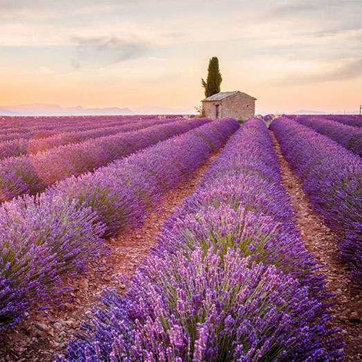 De geur van lavendel werkt ontspannend. De geur van lavendel heeft een ontspannende werking.