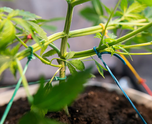 Low Stress Training (LST) bij een wietplant. Low Stress Training (LST) bij een wietplant.