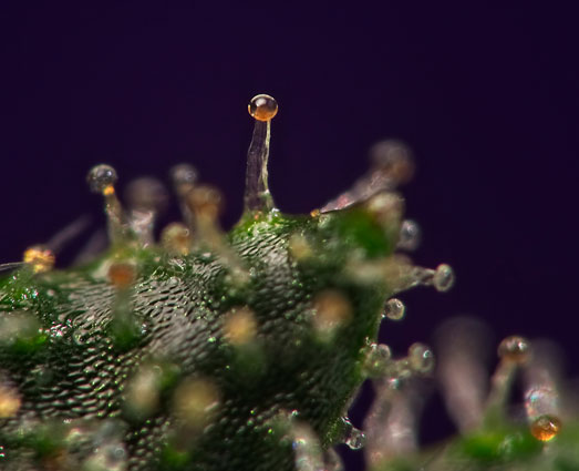 Macro foto van de trichomen van een oogstrijpe wiettop. Macro foto van de trichomen van een oogstrijpe wiettop.