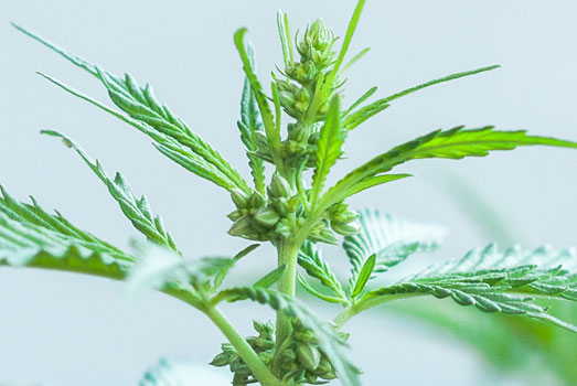 Mannelijke cannabisplant Mannelijke cannabisplant