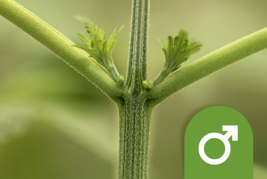 Voorbloei mannelijke wietplant Voorbloei mannelijke wietplant