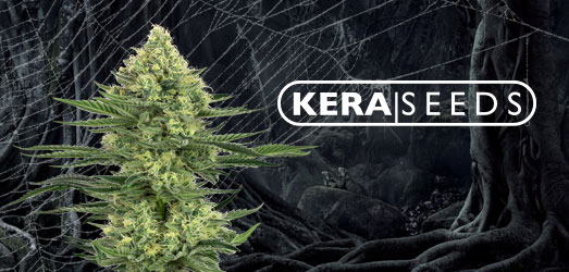 Original White Widow van Paradise Seeds. Original White Widow van Paradise Seeds.