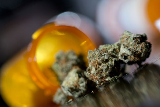 Één van de meest krachtige medicinale cannabis soorten. Één van de meest krachtige medicinale cannabis soorten.