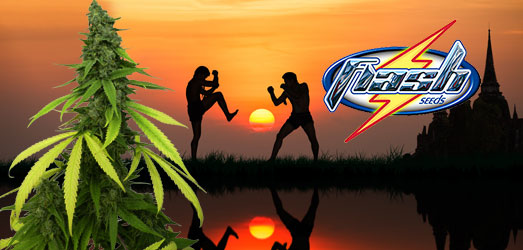 Muay Thai van het merk Flash Seeds. Muay Thai van Flash Seeds.