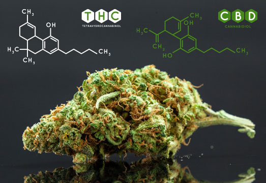 De munchies krijg je vooral van wiet met veel THC. De munchies krijg je vooral van wiet met veel THC.