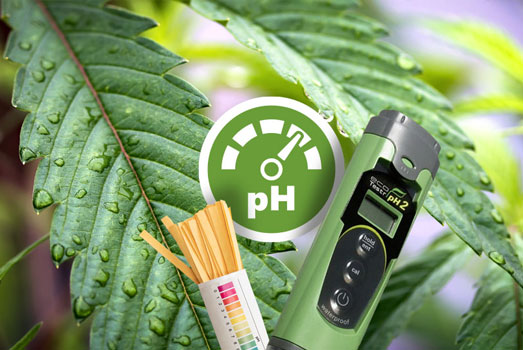 Bewaak de juiste pH-waarde voor je wietplanten Bewaak de juiste pH-waarde voor je wietplanten
