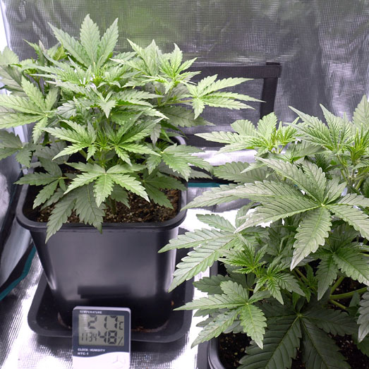 Autoflowers kweek je het beste in een 11 liter pot. Autoflowers kweek je het beste in een 11 liter pot.