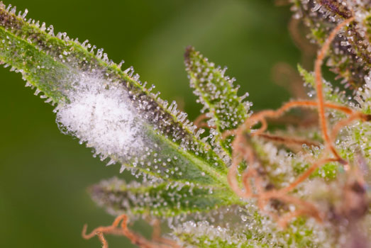 Schimmel op een cannabis plant. Schimmel op een cannabis plant.