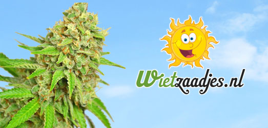 Silver Haze van het Huismerk van Wietzaadjes.nl. Silver Haze van Huismerk Wietzaadjes.nl.