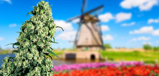 Skunk #1 van Sensi Seeds voor Molen Skunk #1 van Sensi Seeds voor Molen
